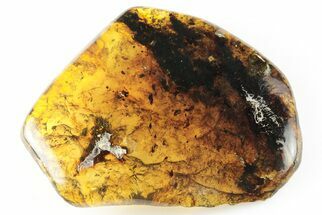 Polished Chiapas Amber ( grams) - Mexico #193282