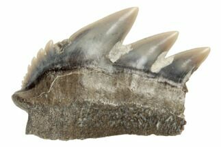 Partial, Fossil Cow Shark (Notorhynchus) Tooth - Aurora, NC #184563
