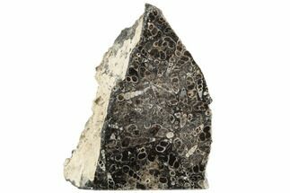 4.2" Polished Fossil Turritella Agate Stand Up - Wyoming - Fossil #193591