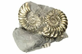 Two Pyritized (Pleuroceras) Ammonite Fossils - Germany #193809