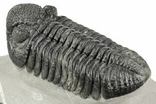 5.6" Large, Prone Drotops Trilobite - Mrakib, Morocco - Fossil #193706