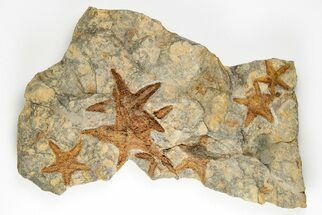 Cluster Of Fossil Starfish (Petraster?) - El Kaid Rami, Morocco #193733