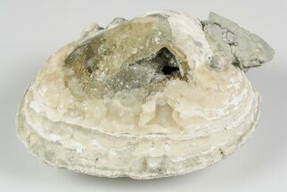 Fossil Clam with Fluorescent Calcite Crystals - Ruck's Pit, FL #194208