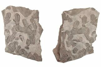 8.2" Ordovician Trilobite Mortality Plate (Pos/Neg) - Morocco - Fossil #194104