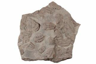 5.7" Ordovician Trilobite Mortality Plate - Tafraoute, Morocco - Fossil #194107