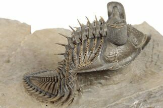 Tower Eyed Erbenochile Trilobite - Exceptional Specimen #194222