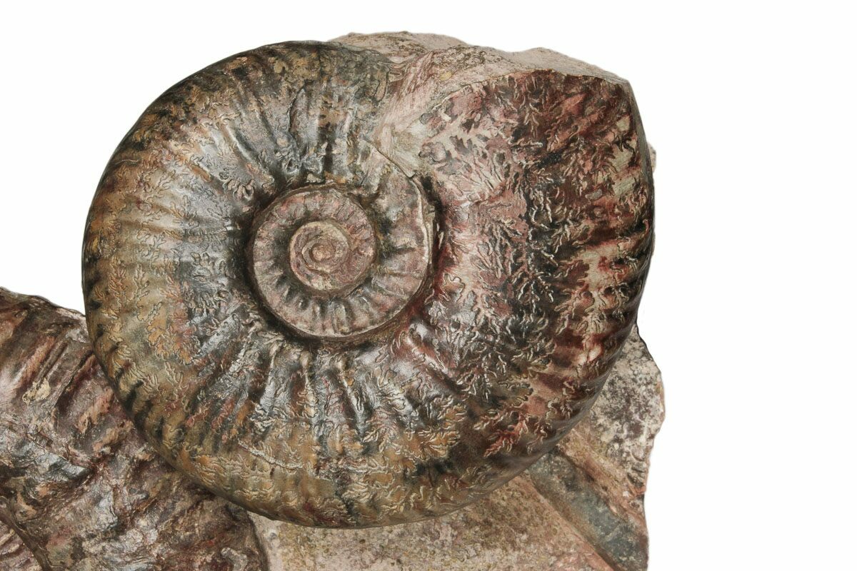 Fossil 3797 Paire Ammonite Rare En Forme De V Desmoceras Belle Cristaux LG 3.5 " Fossil 