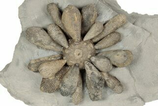 2.95" Jurassic Fossil Urchin (Firmacidaris) - Amellago, Morocco - Fossil #194842
