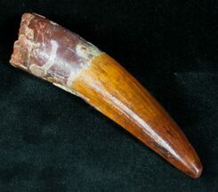 Gorgeous Spinosaurus Tooth - Large #12257