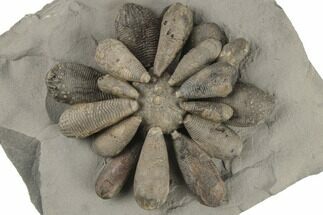 Jurassic Fossil Urchin (Firmacidaris) - Amellago, Morocco #194864
