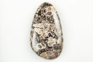 1.7" Polished Fossil Turritella Agate Cabochon - Wyoming - Fossil #195191
