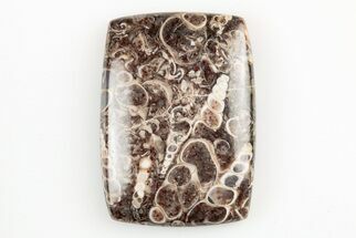 1.4" Polished Fossil Turritella Agate Cabochon - Wyoming - Fossil #195198