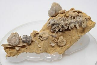 Miniature Fossil Cluster (Ammonites, Brachiopods) - France #195513
