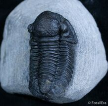 Very D Gerastos Trilobite From Morocco #2073