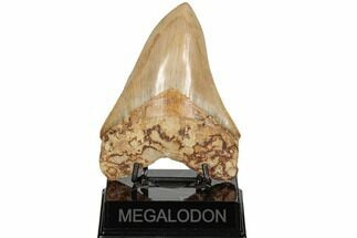 Serrated, Fossil Megalodon Tooth - West Java, Indonesia #196641