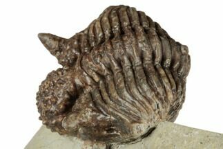 Rare, 1.8" Encrinurus Trilobite - Malvern, England - Fossil #196659