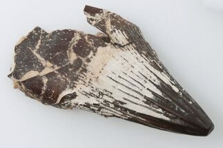 Polycotylid Plesiosaur Tooth - Asfla, Morocco #196706