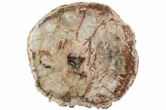13" Colorful, Petrified Wood (Araucaria) Round - Madagascar  - Fossil #196752