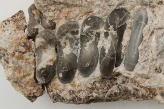 Fossil Pycnodont (Anomoeodus) Crushing Mouth Plate - Morocco #196697