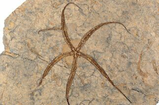 Ordovician Brittle Star (Ophiura) With Cystoids & Crinoids #196742
