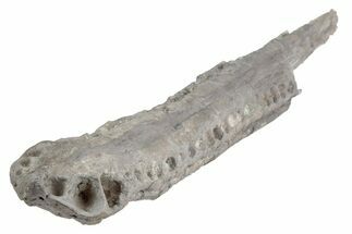 13.6" Fossil Phytosaur (Smilosuchus) Jaw with Metal Stand - Arizona - Fossil #196708