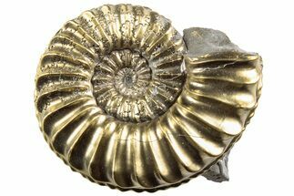 Pyritized (Pleuroceras) Ammonite Fossil - Germany #196933