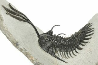 4" Large Spiny Walliserops Trilobite - Msissi, Morocco - Fossil #179523