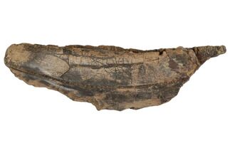 14.6" Hadrosaur (Edmontosaurus) Maxilla - South Dakota - Fossil #192582