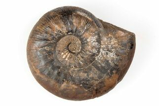 Iron Replaced Ammonite Fossil - Boulemane, Morocco #196577