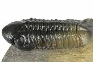 Multi-Toned Reedops Trilobite Fossil - Morocco #197138