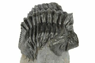 2" Coltraneia Trilobite Fossil - Huge Faceted Eyes - Fossil #197131