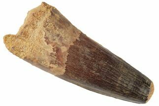 Real Spinosaurus Tooth - Big, Fat Tooth With Great Enamel #197211