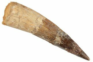 Real Spinosaurus Tooth - Large Dinosaur Tooth #197239