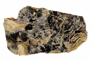 Paleoproterozoic Stromatolite (Ephyaltes) Section - Australia #197363