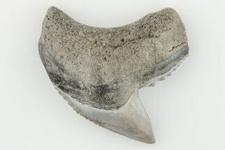 1.1" Fossil Tiger Shark (Galeocerdo) Tooth -  Aurora, NC - Fossil #195124