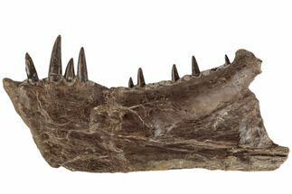 9.7" Monster Fish (Xiphactinus) Jaw - Terror Of The Cretaceous Seas! - Fossil #197348