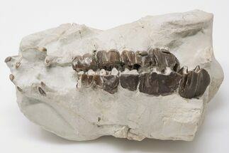 5.6" Fossil Running Rhino (Hyracodon) Partial Skull - Wyoming - Fossil #197345
