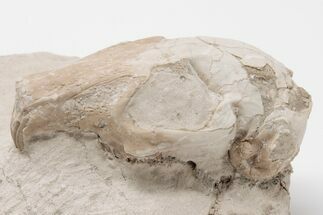 Oligocene, Fossil Rabbit (Palaeolagus) Skull - Wyoming #197352