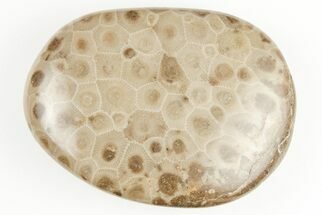 2.95" Polished Petoskey Stone (Fossil Coral) - Michigan - Fossil #197447