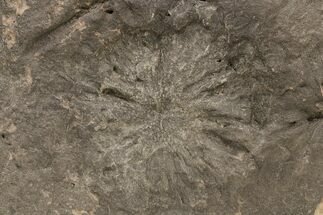 5.4" Wide Stellascolites Trace Fossil (Arthropod Resting Area) - Fossil #197480