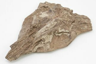 Fossil Mosasaur (Platecarpus) Skull Bone - Kansas #197610