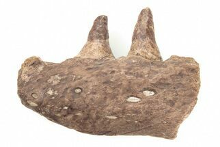 Fossil Mosasaur (Platecarpus) Jaw Section with Teeth - Kansas #197370
