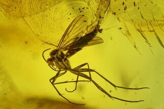 Large, Detailed Fossil Fly (Diptera) In Baltic Amber #197713