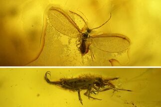 Fossil Springtail (Collembola) & Mite (Acari) in Baltic Amber #197717