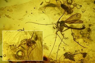 Detailed Fossil Fly (Diptera) and a Spider (Araneae) in Baltic Amber #197719