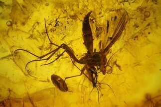 Four Fossil Flies (Diptera) In Baltic Amber - Two Huge Flies! #197735