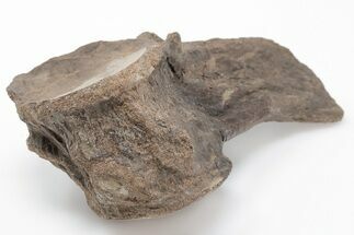 Fossil Mosasaur (Platecarpus) Vertebra - Kansas #197689
