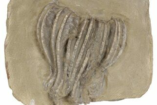Fossil Crinoid (Cusacrinus) - Montana #197620