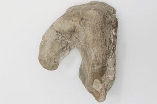Partial, Mosasaur Quadrate (Jaw Bone) - Smoky Hill Chalk #197837