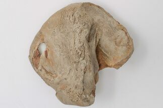 Mosasaur Quadrate (Jaw Bone) - Smoky Hill Chalk #197841